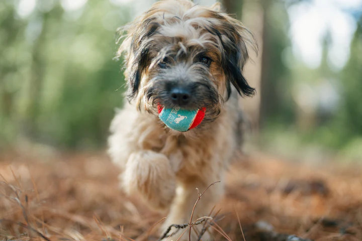 Balles de tennis pour chien