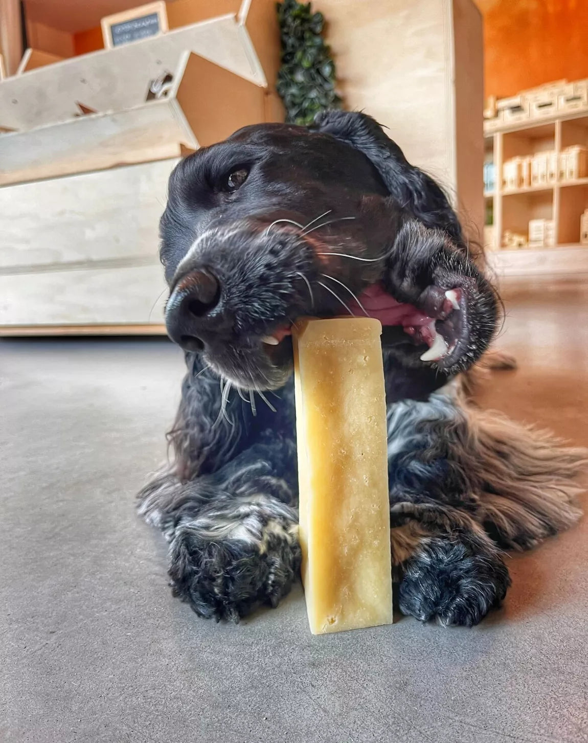 Batônnet de fromage à mâcher - FILOU