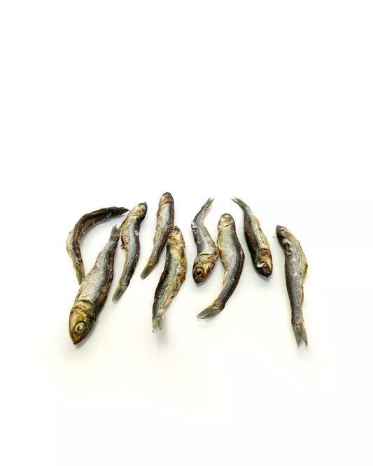Anchois de l'Atlantique