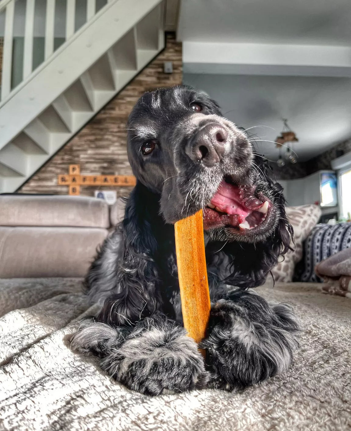 Friandises & mastications