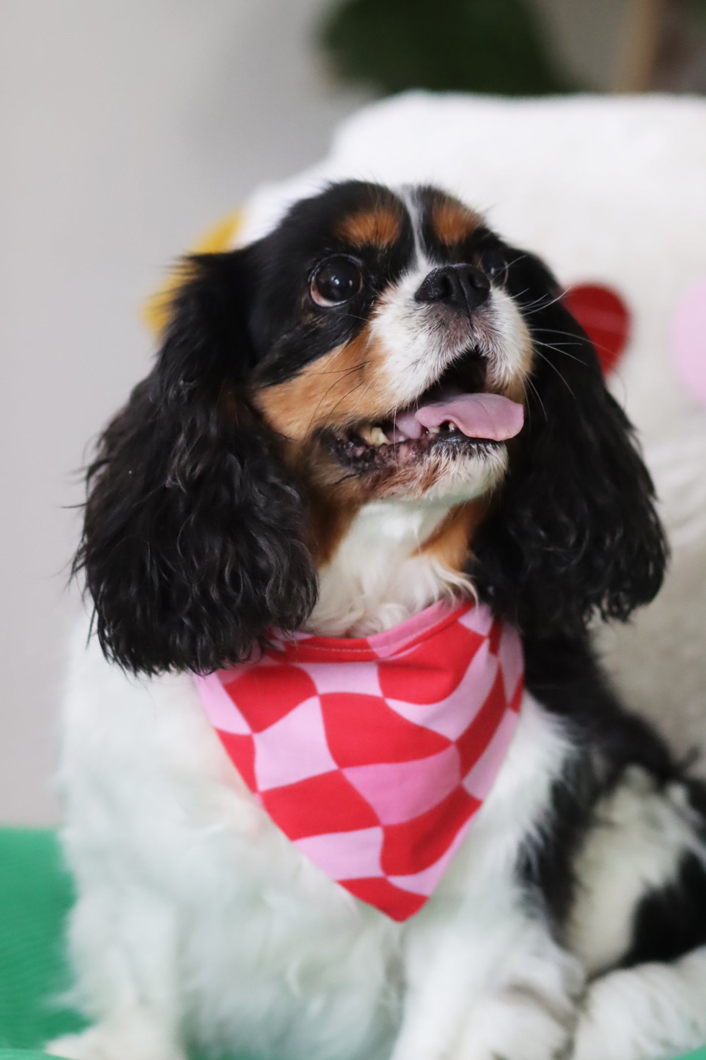 Bandana Amore
