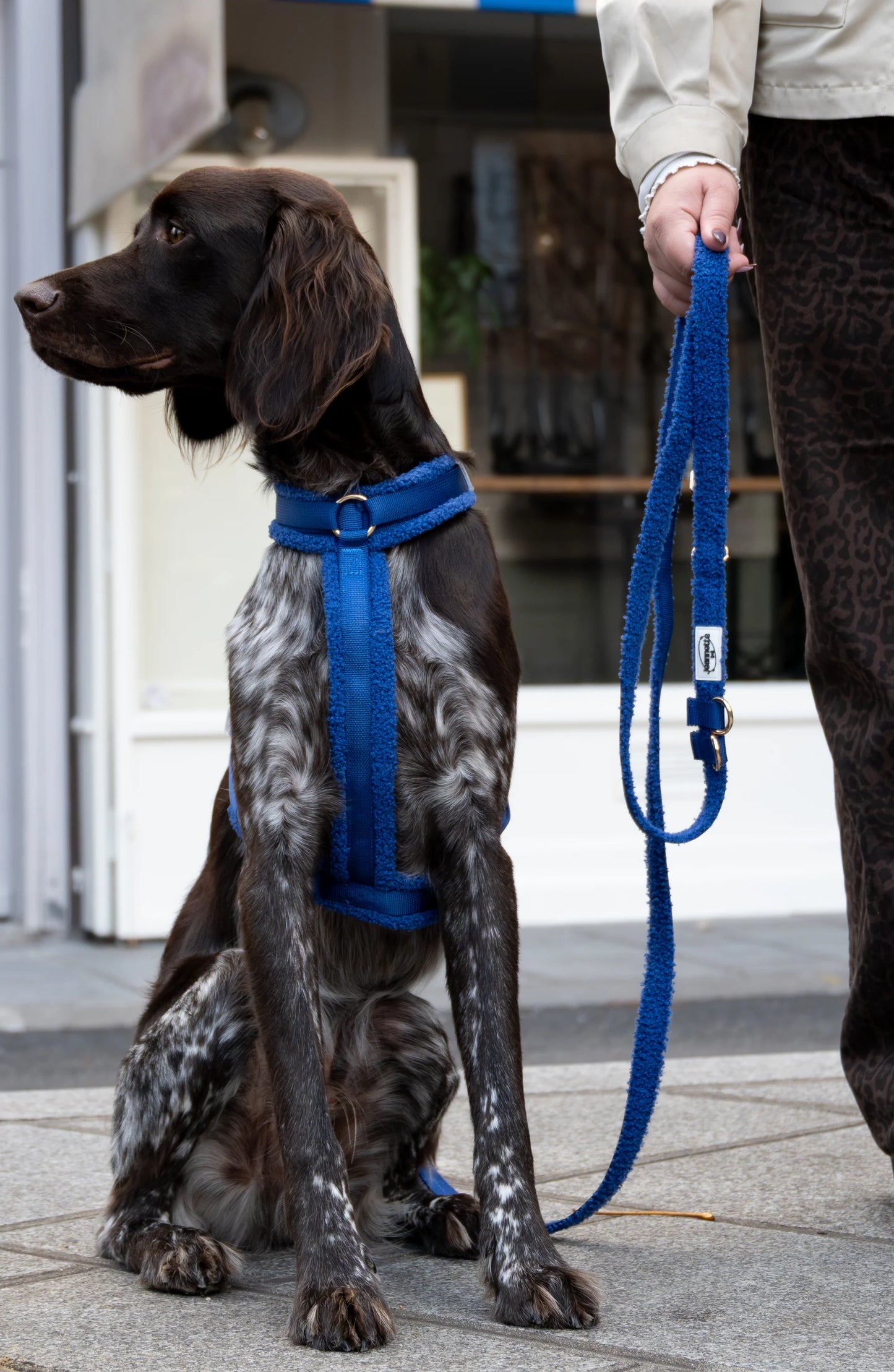 Harnais Georges - bleu électrique