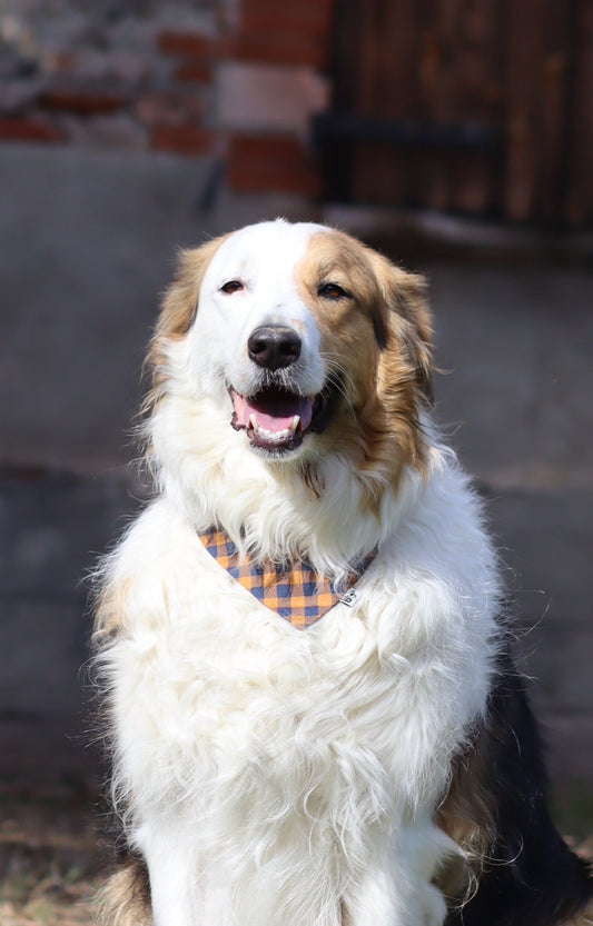 Bandana Basile
