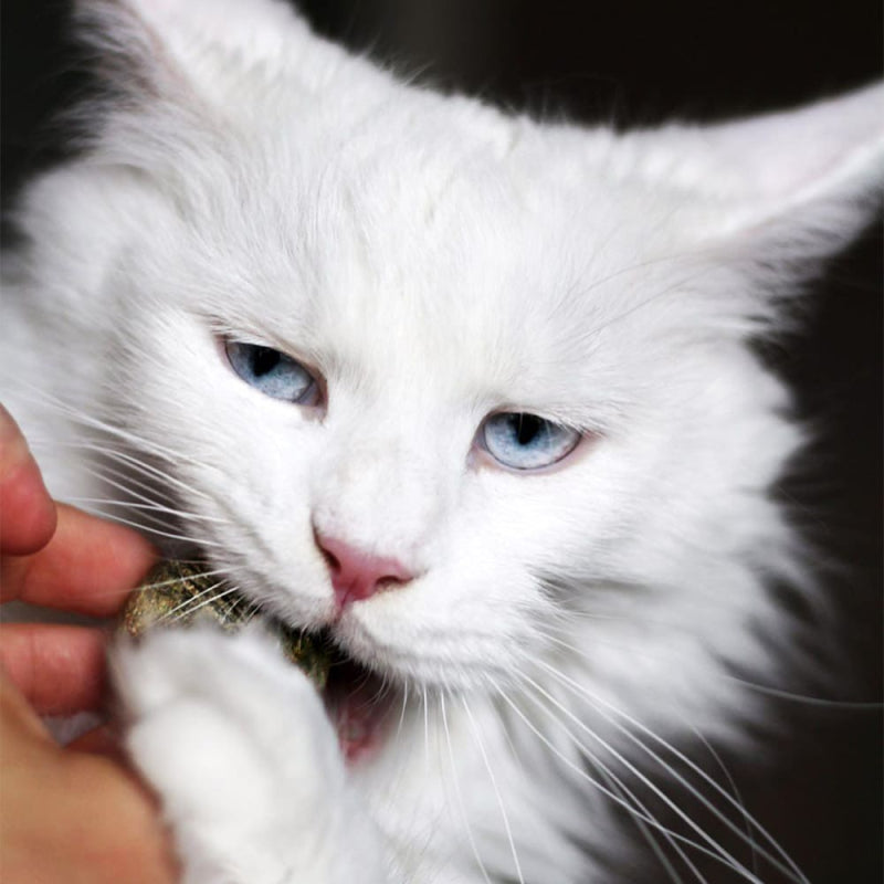 Oeuf d'herbe aux chats - Cataire - OEGGY