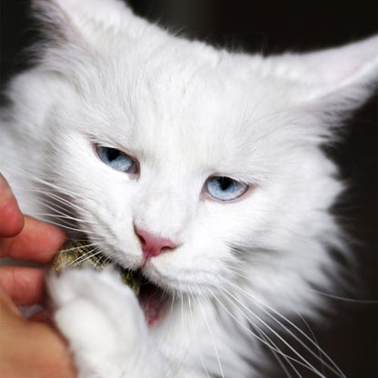 Oeuf d'herbe aux chats - Cataire - OEGGY