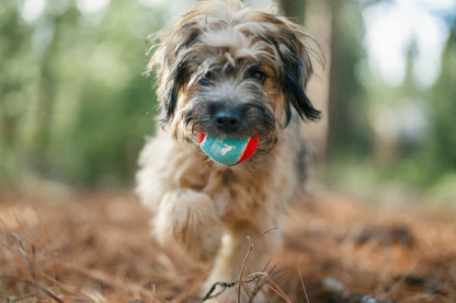 Balles de tennis pour chien