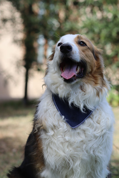 Bandana en denim Max