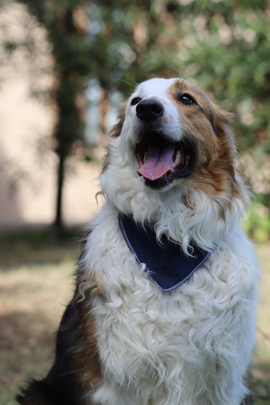 Bandana en denim Max