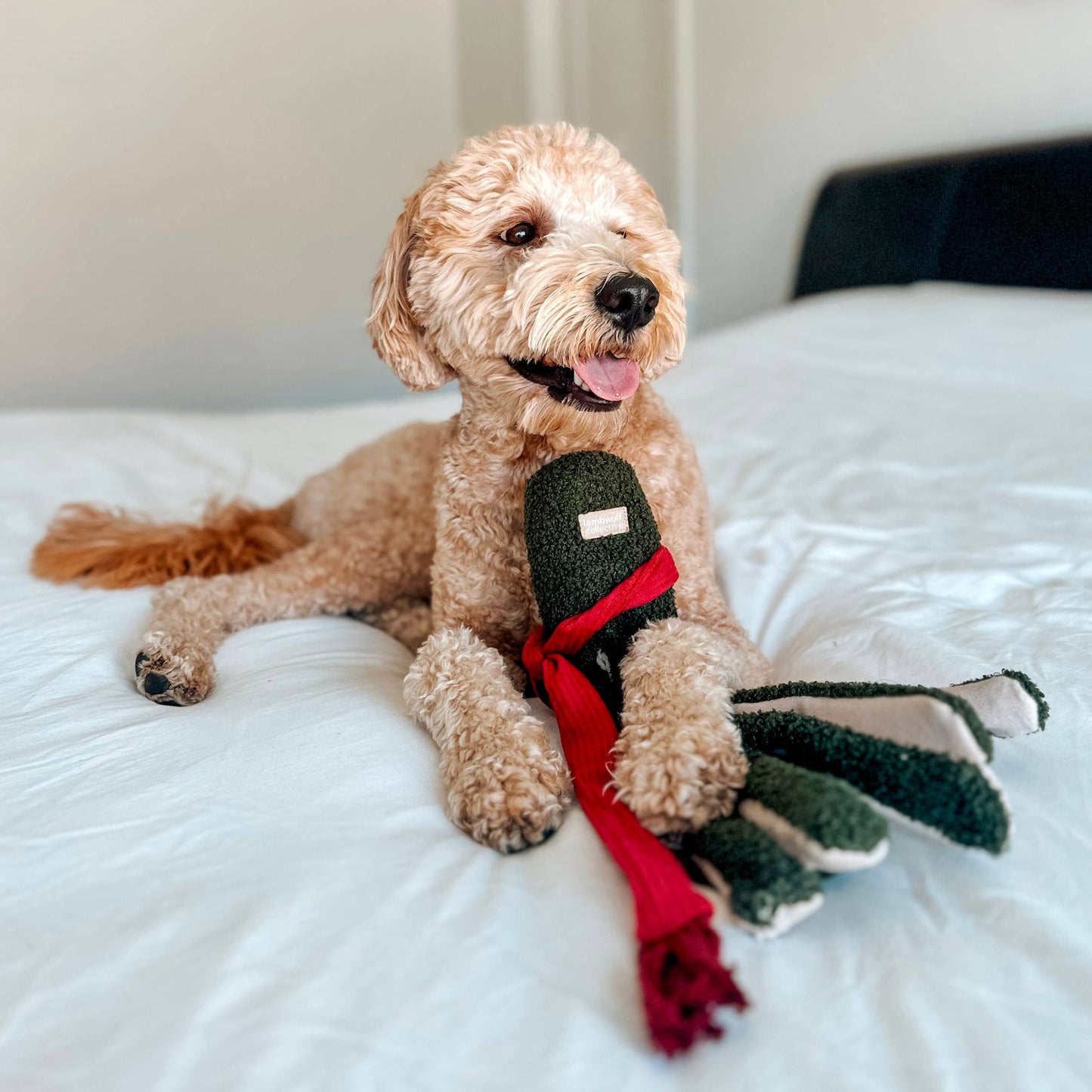 Jouet d'enrichissement pour chien TAKO