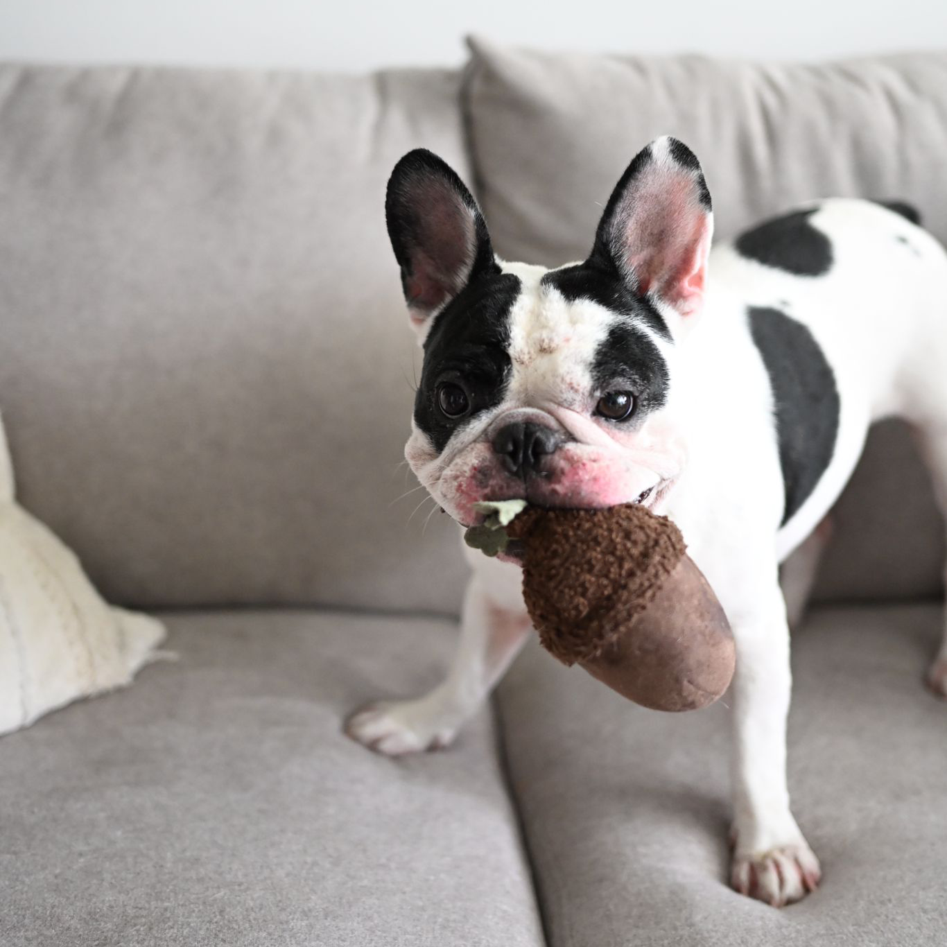 Jouet pour chien ACORN
