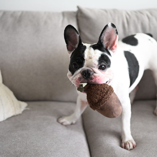 Jouet pour chien ACORN