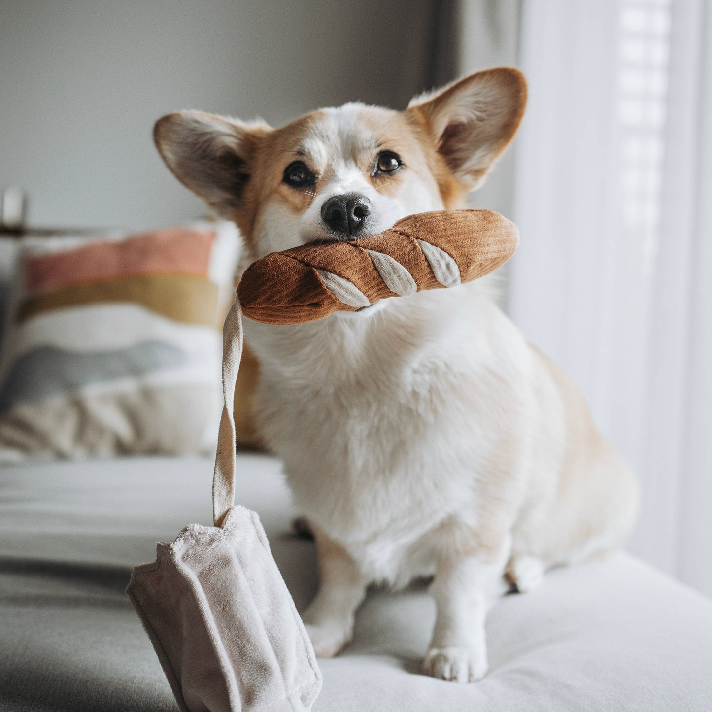 Mini-baguette pour chien