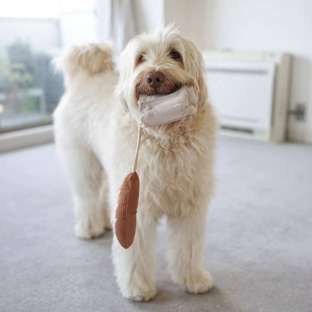 Mini-baguette pour chien