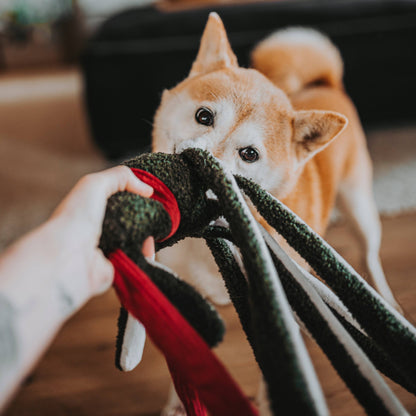 Jouet d'enrichissement pour chien TAKO